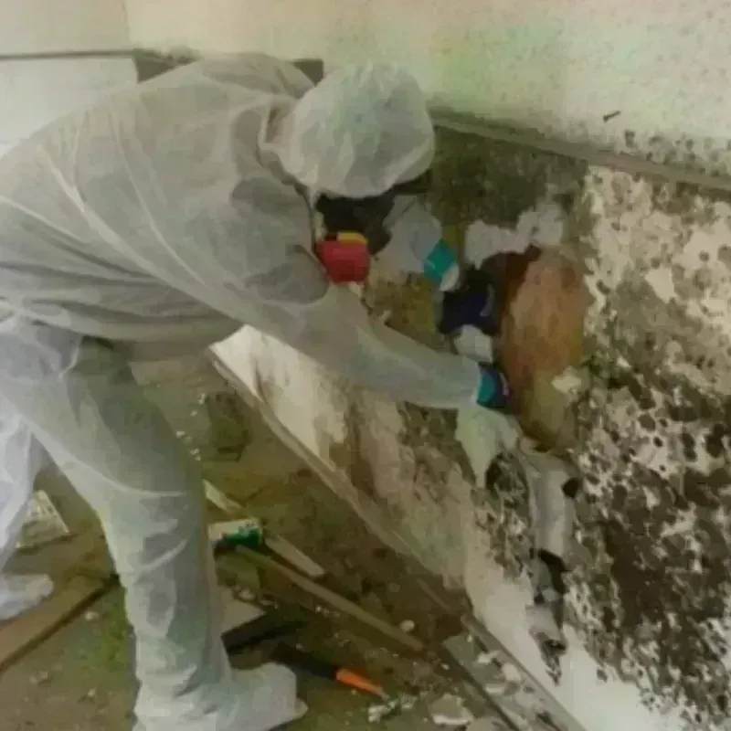 Mold Remediation and Removal in Georgetown, CA